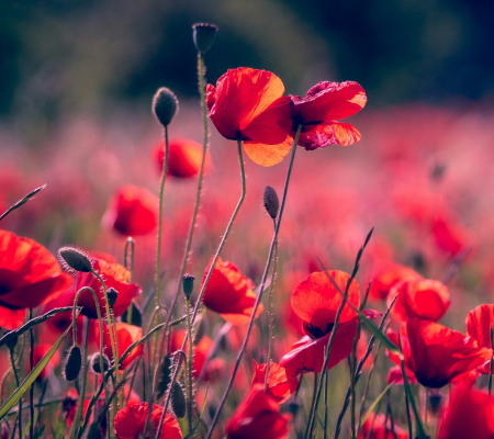 box_blomster